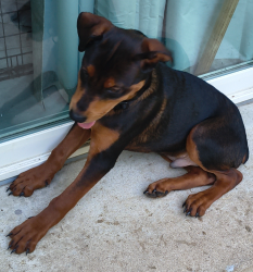 Found/Stray Male Dog last seen Front door, Tulsa, OK 74145