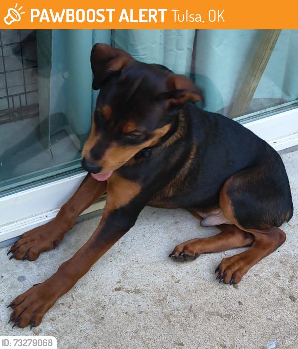 Found/Stray Male Dog last seen Front door, Tulsa, OK 74145