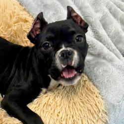 Shelter Stray Female Dog last seen , 3607 N Armenia Ave, Tampa, FL 33607, USA