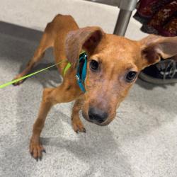 Shelter Stray Male Dog last seen , 3607 N Armenia Ave, Tampa, FL 33607, USA