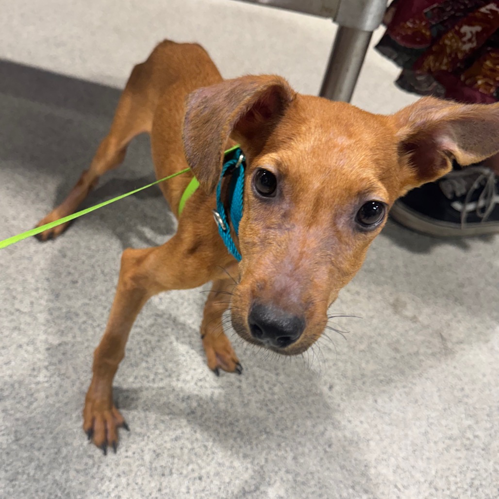 Shelter Stray Male Dog last seen , 3607 N Armenia Ave, Tampa, FL 33607, USA