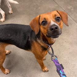 Shelter Stray Female Dog last seen , 3607 N Armenia Ave, Tampa, FL 33607, USA