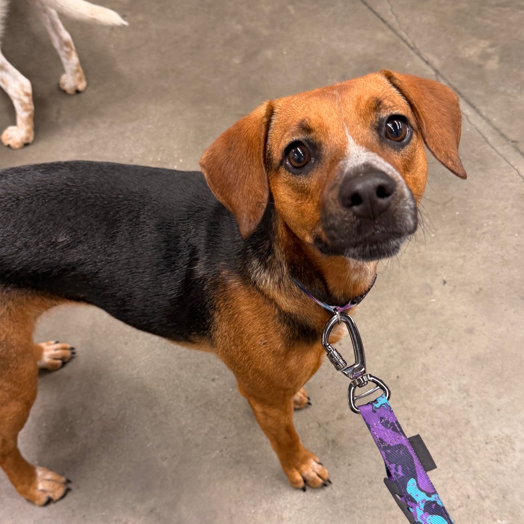 Shelter Stray Female Dog last seen , 3607 N Armenia Ave, Tampa, FL 33607, USA
