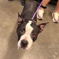 Shelter Stray Female Dog last seen , 3607 N Armenia Ave, Tampa, FL 33607, USA