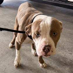 Shelter Stray Male Dog last seen , 3607 N Armenia Ave, Tampa, FL 33607, USA