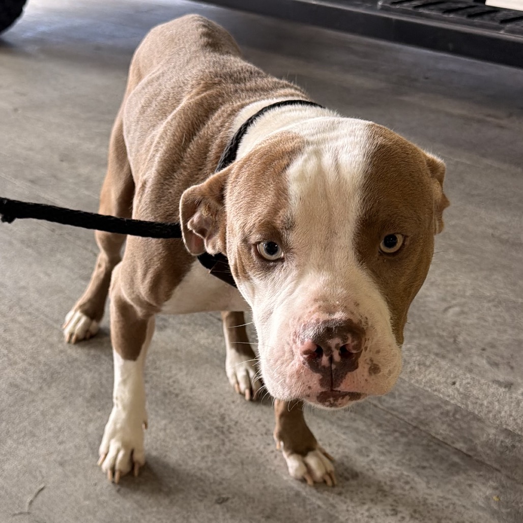 Shelter Stray Male Dog last seen , 3607 N Armenia Ave, Tampa, FL 33607, USA