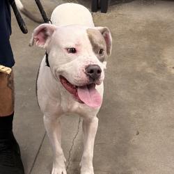 Shelter Stray Male Dog last seen , 3607 N Armenia Ave, Tampa, FL 33607, USA