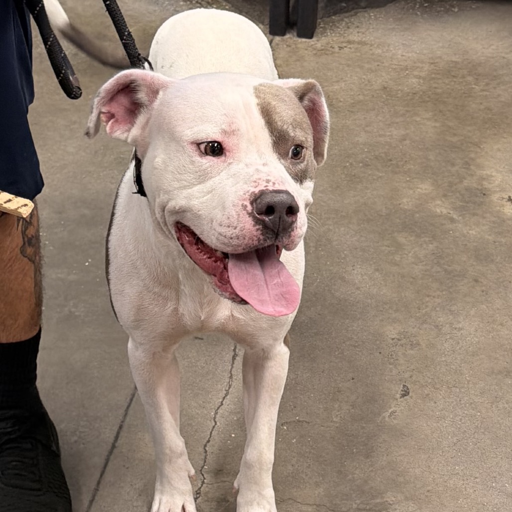 Shelter Stray Male Dog last seen , 3607 N Armenia Ave, Tampa, FL 33607, USA