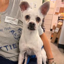 Shelter Stray Male Dog last seen , 3607 N Armenia Ave, Tampa, FL 33607, USA