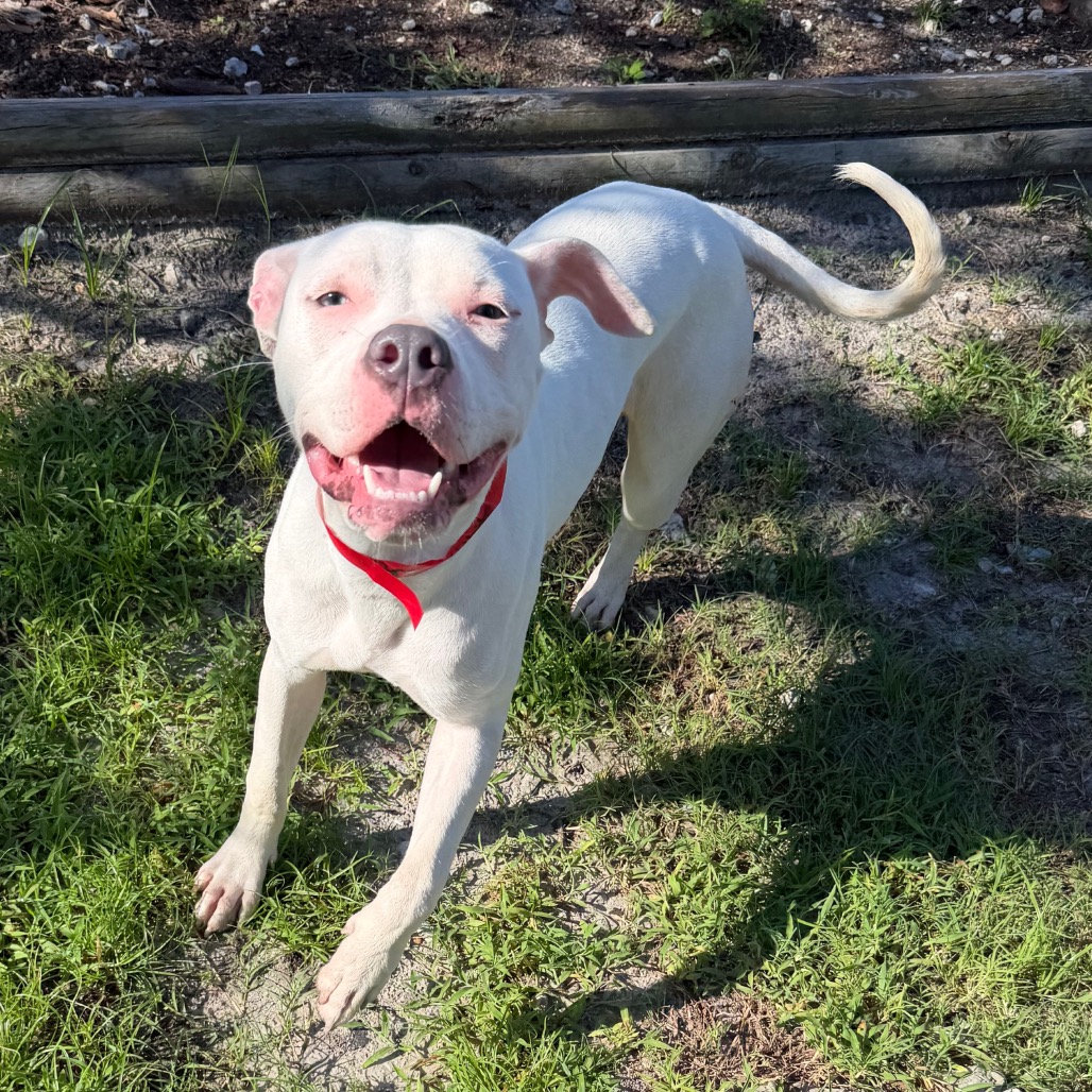 Shelter Stray Female Dog last seen , 3607 N Armenia Ave, Tampa, FL 33607, USA