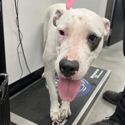 Shelter Stray Female Dog last seen , 3607 N Armenia Ave, Tampa, FL 33607, USA