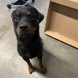 Shelter Stray Male Dog last seen , 3607 N Armenia Ave, Tampa, FL 33607, USA