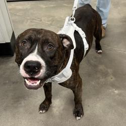 Shelter Stray Male Dog last seen , 3607 N Armenia Ave, Tampa, FL 33607, USA