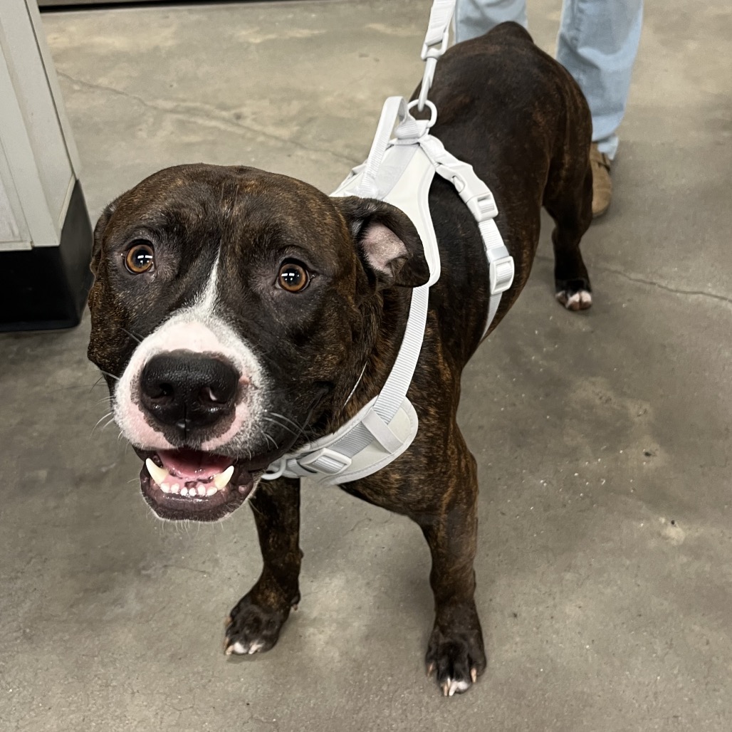 Shelter Stray Male Dog last seen , 3607 N Armenia Ave, Tampa, FL 33607, USA