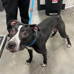 Shelter Stray Male Dog last seen , 3607 N Armenia Ave, Tampa, FL 33607, USA
