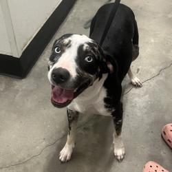 Shelter Stray Female Dog last seen , 3607 N Armenia Ave, Tampa, FL 33607, USA