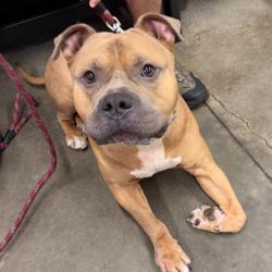 Shelter Stray Male Dog last seen , 3607 N Armenia Ave, Tampa, FL 33607, USA