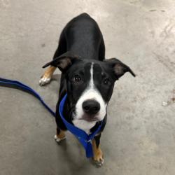 Shelter Stray Female Dog last seen , 3607 N Armenia Ave, Tampa, FL 33607, USA