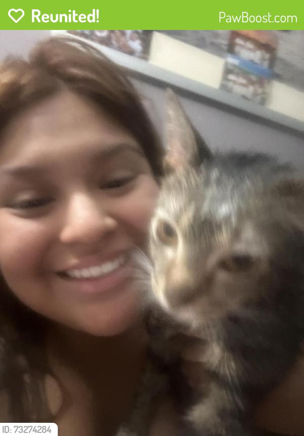 Reunited Male Cat last seen Kimball and Belmont, Chicago, IL 60618