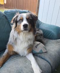 Reunited Male Dog last seen Norfolk, San Mateo, CA 94401