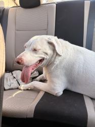 Lost Female Dog last seen Holbrook circle, Lake Mary, FL 32746