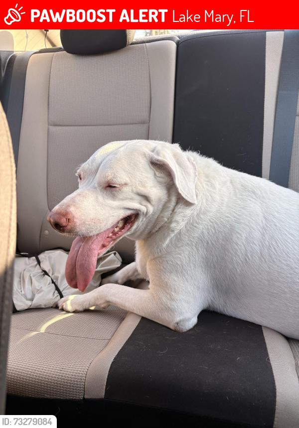 Lost Female Dog last seen Holbrook circle, Lake Mary, FL 32746