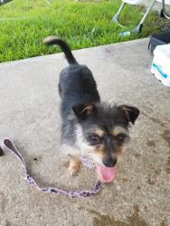 Lost Female Dog last seen Greenhouse road/west little York near fm 529, Katy, TX 77449