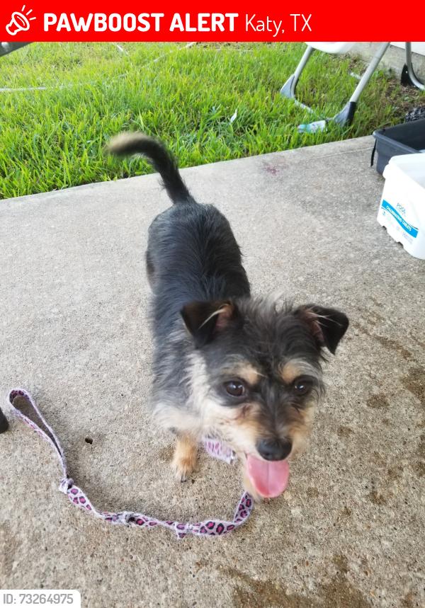 Lost Female Dog last seen Greenhouse road/west little York near fm 529, Katy, TX 77449