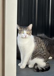 Lost Male Cat last seen Castle park elementary, Port Coquitlam, BC 