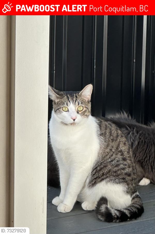 Lost Male Cat last seen Castle park elementary, Port Coquitlam, BC 