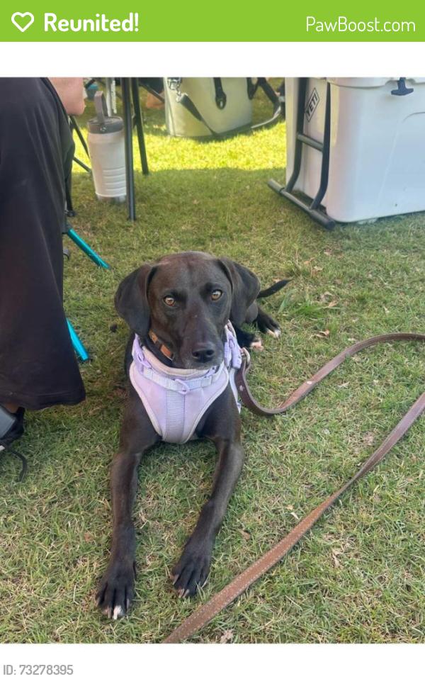 Reunited Female Dog last seen Farmington and Hampton Court, Woodstock, GA 30188