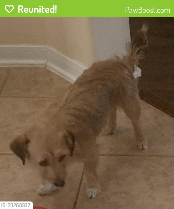Reunited Female Dog last seen Dawntreader , Acorn Ridge Way, Houston, TX 77429