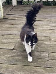 Found/Stray Unknown Cat last seen Harvard Ave, Medford, MA 02155