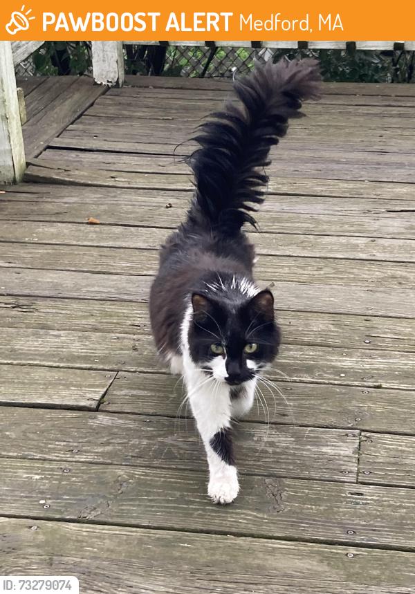 Found/Stray Unknown Cat last seen Harvard Ave, Medford, MA 02155