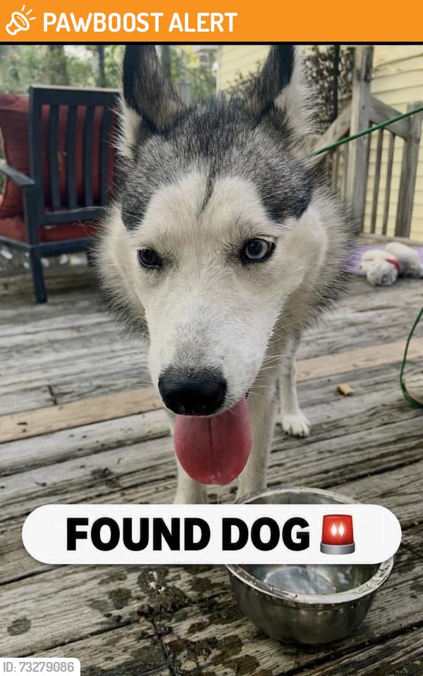 Found/Stray Female Dog last seen Spanish Wells Road at cross island ramp, Hilton Head Island, SC 29926
