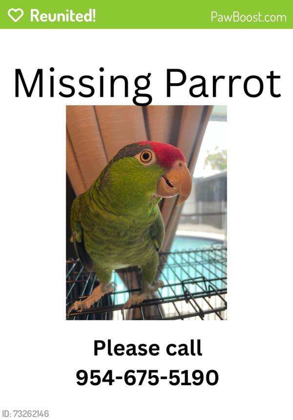 Reunited Male Bird last seen se 10th street, Deerfield Beach, FL 33441