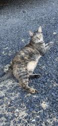 Found/Stray Female Cat last seen Central Park, Paradise, CA 95969