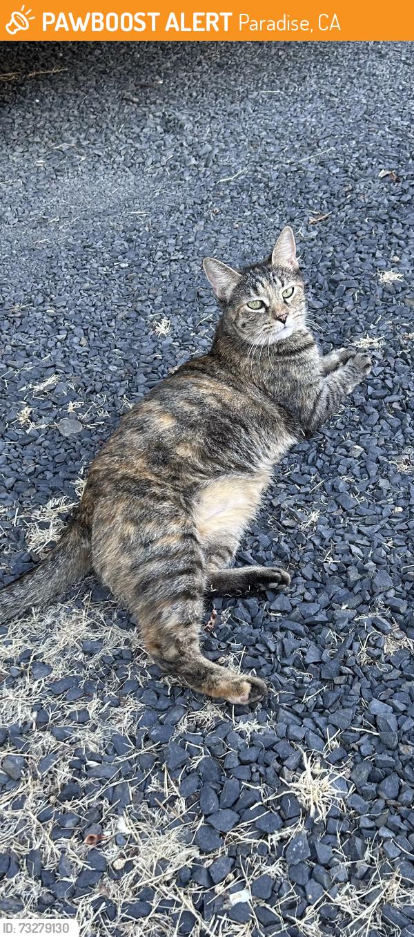 Found/Stray Female Cat last seen Central Park, Paradise, CA 95969