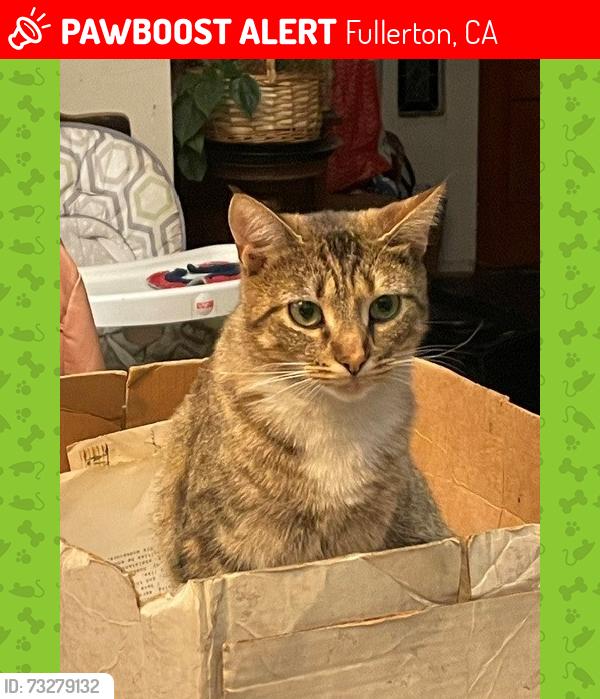 Lost Female Cat last seen Chapman and Orchard Ave., Fullerton, CA 92833