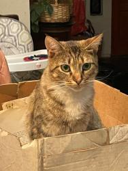 Lost Female Cat last seen Chapman and Orchard Ave., Fullerton, CA 92833