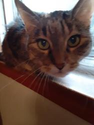 Reunited Female Cat last seen 35th street, Berwyn, IL 60304