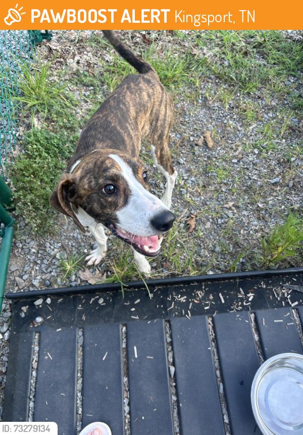 Found/Stray Male Dog last seen Grace Point Fellowship, Kingsport, TN 37663