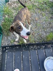 Found/Stray Male Dog last seen Grace Point Fellowship, Kingsport, TN 37663