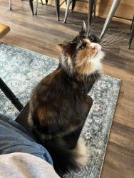 Reunited Female Cat last seen Leavitt, W Schiller, Chicago, IL 60622