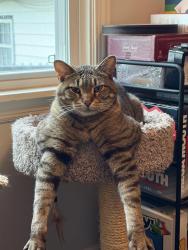 Reunited Male Cat last seen 86th st and Locust St, Milwaukee, WI 53222