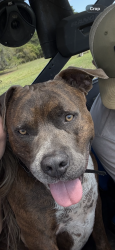 Lost Male Dog last seen Arredondo Grant Rd, Volusia County, FL 32130