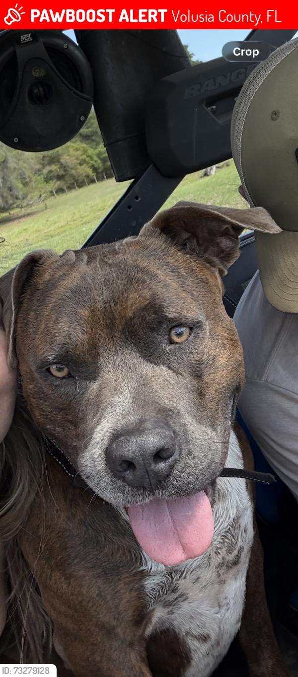 Lost Male Dog last seen Arredondo Grant Rd, Volusia County, FL 32130