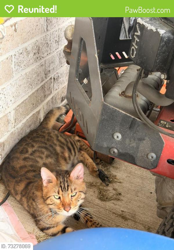 Reunited Unknown Cat last seen ashford bend ln, Missouri City, TX 77545