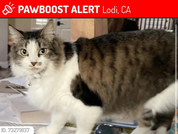 Lost Female Cat last seen Olson drive and Pinkerton Way, Lodi, CA 95242