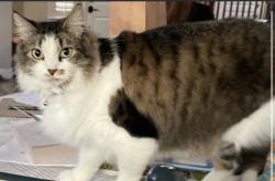 Lost Female Cat last seen Olson drive and Pinkerton Way, Lodi, CA 95242